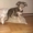 Мексиканская голая собака (Ксоло) #315617