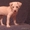 Мексиканская голая собака (Ксоло) - Изображение #1, Объявление #315617