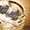 элитные подрощенные щенки мопса с отличной родословной - Изображение #1, Объявление #1034490