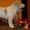 среднеазиатской овчарки крупные щенки от папы гиганта - Изображение #3, Объявление #1096307