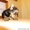 Щенки йоркширского терьера готовятся к продаже - Изображение #1, Объявление #1224589