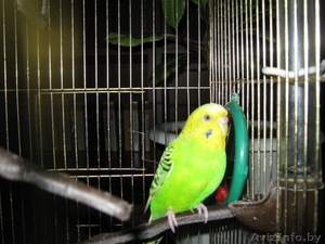 Продам попугая с клеткой - Изображение #1, Объявление #72039