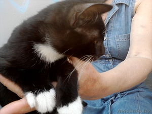Котенок в добрые руки - Изображение #3, Объявление #297461