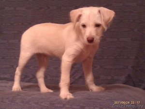 Мексиканская голая собака (Ксоло) - Изображение #1, Объявление #315617