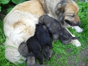 Продам щенков кавказской овчарки   - Изображение #4, Объявление #689465