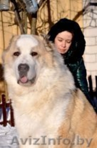 Щенки Среднеазиатской овчарки крупные