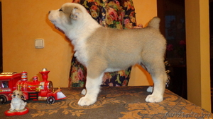 среднеазиатской овчарки две девочки - азиаточки