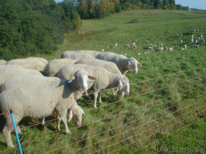 Продаю племенных овец - Изображение #1, Объявление #1141157