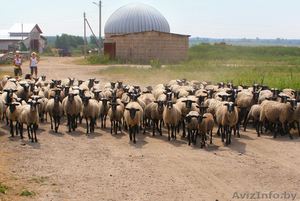 Продаю племенных овец романовской породы - Изображение #1, Объявление #1160322
