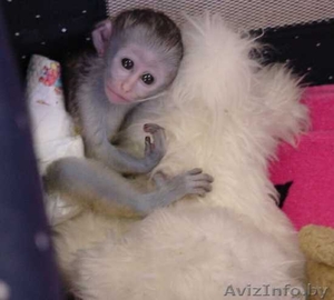 детские карликовый мартышка обезьян для продажи принятия2 - Изображение #1, Объявление #1202210