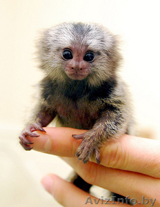  Мартышка Обезьяна для принятия