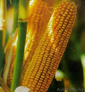 Семена кукурузы гибридные  - Изображение #1, Объявление #1234327