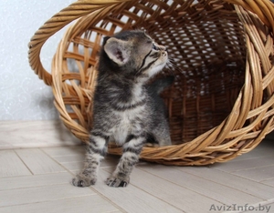 Очаровательные котята мечтают найти хозяев - Изображение #2, Объявление #1267477