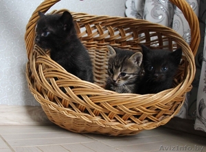 Очаровательные котята мечтают найти хозяев - Изображение #3, Объявление #1267477