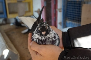 продам николаевских голубей - Изображение #1, Объявление #1471198