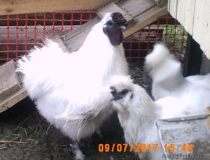 Инкубационное яйцо, цыплята, куры, перепела, кролики. - Изображение #1, Объявление #1578886