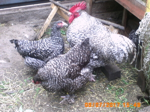 Инкубационное яйцо, цыплята, куры, перепела, кролики. - Изображение #2, Объявление #1578886