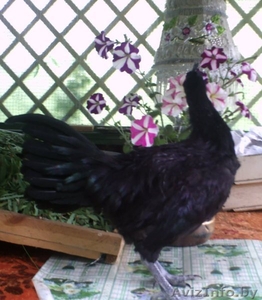  Инкубационное яйцо Аям Цемани. 