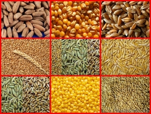 Зерно фуражное:пшеница,ячмень, тритикале,кукуруза, овес,рожь - Изображение #1, Объявление #1591975