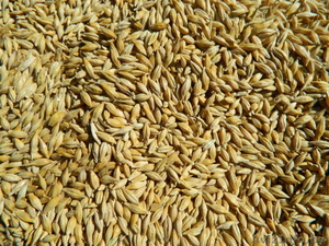 Зерно фуражное:пшеница,ячмень, тритикале,кукуруза, овес,рожь - Изображение #5, Объявление #1591975