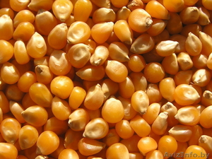 Зерно фуражное:пшеница,ячмень, тритикале,кукуруза, овес,рожь - Изображение #6, Объявление #1591975