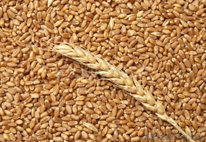 Зерно фуражное:пшеница,ячмень, тритикале,кукуруза, овес,рожь - Изображение #2, Объявление #1591975