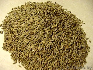 Зерно фуражное:пшеница,ячмень, тритикале,кукуруза, овес,рожь - Изображение #3, Объявление #1591975