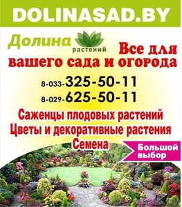 Голландские луковицы. Декор-ные растения, саженцы опт и в розницу.Брест