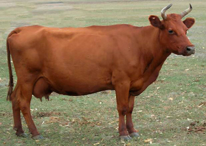 Куплю коров живым весом в Могилевская обл. - Изображение #1, Объявление #1699213