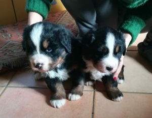 Шчанюкі Бернскай зенненхунда