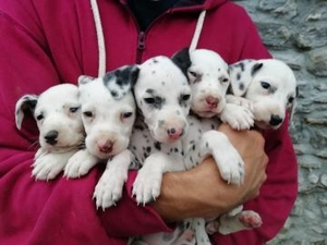 Далмацінскія шчанюкі з E.N.C.I./F.C.I.