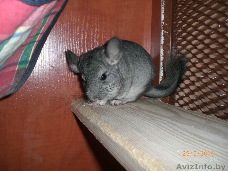 Продаются шиншиллки - Изображение #2, Объявление #45135