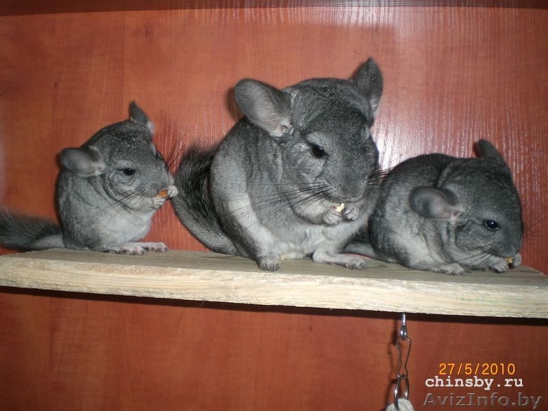 Продаются шиншиллята - Изображение #1, Объявление #45063