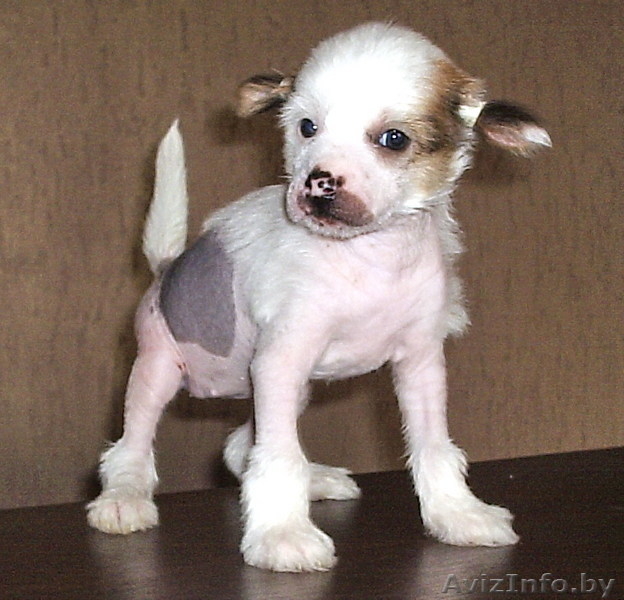 Китаёзы                     - Изображение #1, Объявление #79687