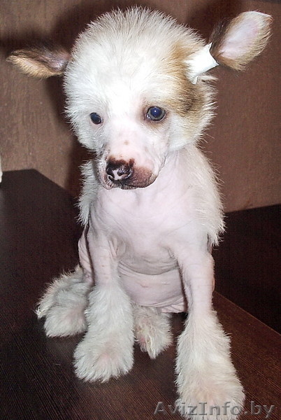 Китаёзы                     - Изображение #3, Объявление #79687