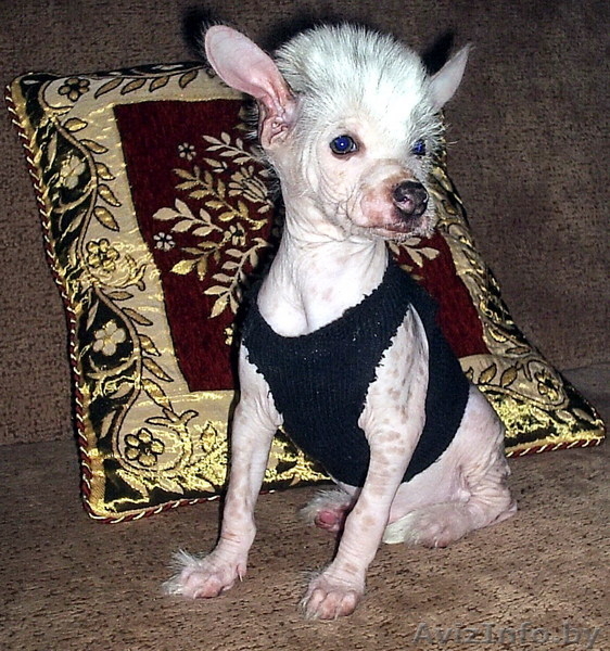 Китаёзы                     - Изображение #4, Объявление #79687