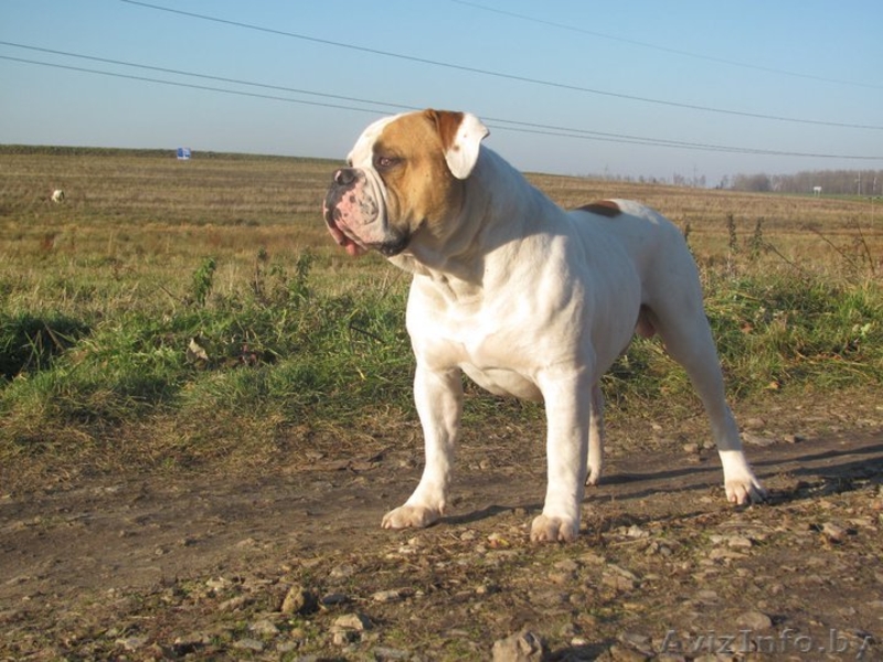 элитные щенки американского бульдога - Изображение #2, Объявление #111683