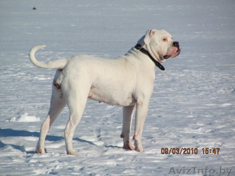 элитные щенки американского бульдога - Изображение #3, Объявление #111683