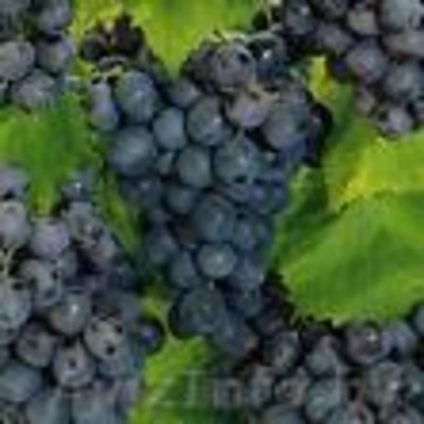 фрукты из Индии, Пакистана (виноград, мандарин) - Изображение #2, Объявление #102956