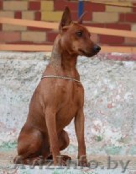 Продам щенков Цвергпинчера!!! - Изображение #5, Объявление #122856