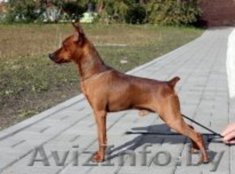 Продам щенков Цвергпинчера!!! - Изображение #4, Объявление #122856