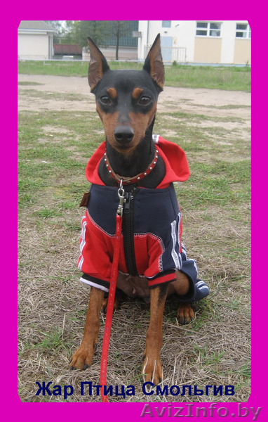 Продам щенков Цвергпинчера!!! - Изображение #2, Объявление #122856