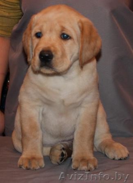 Щенки лабрадора от родителей чемпионов палевого и черного окрасов - Изображение #2, Объявление #122796