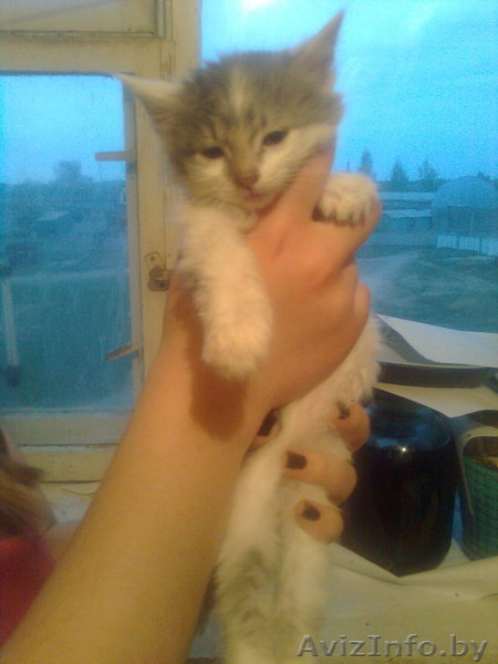 домашние котята!!!!!!!!! - Изображение #1, Объявление #251955