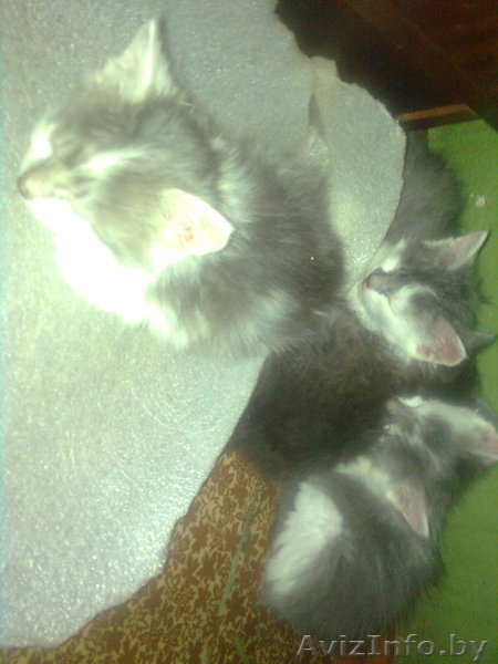 домашние котята!!!!!!!!! - Изображение #2, Объявление #251955