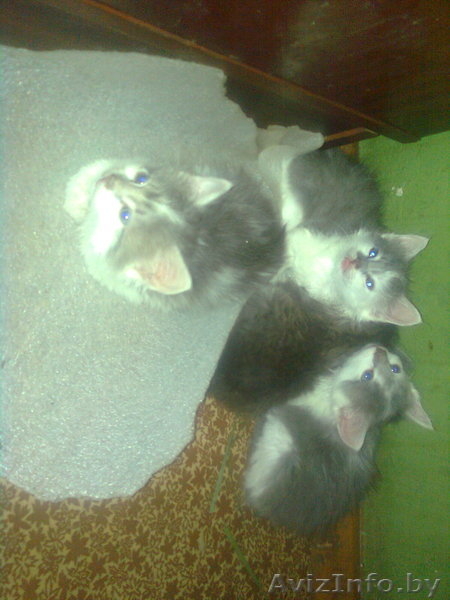 домашние котята!!!!!!!!! - Изображение #3, Объявление #251955