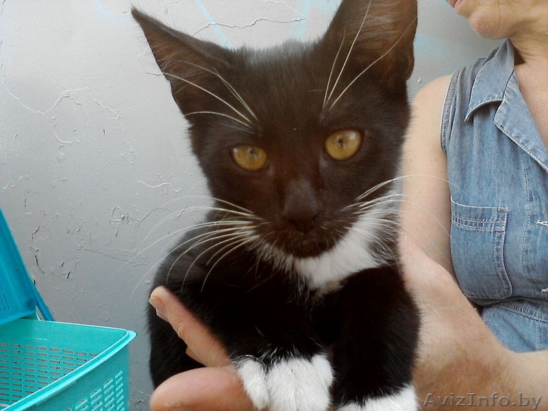 Котенок в добрые руки - Изображение #1, Объявление #297461