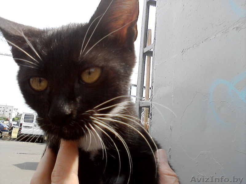 Котенок в добрые руки - Изображение #2, Объявление #297461