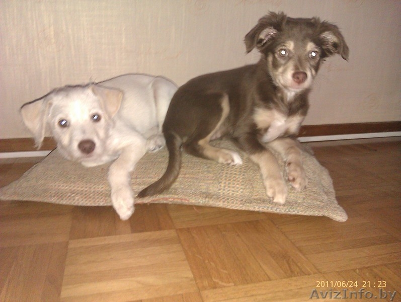 Мексиканская голая собака (Ксоло) - Изображение #2, Объявление #315617