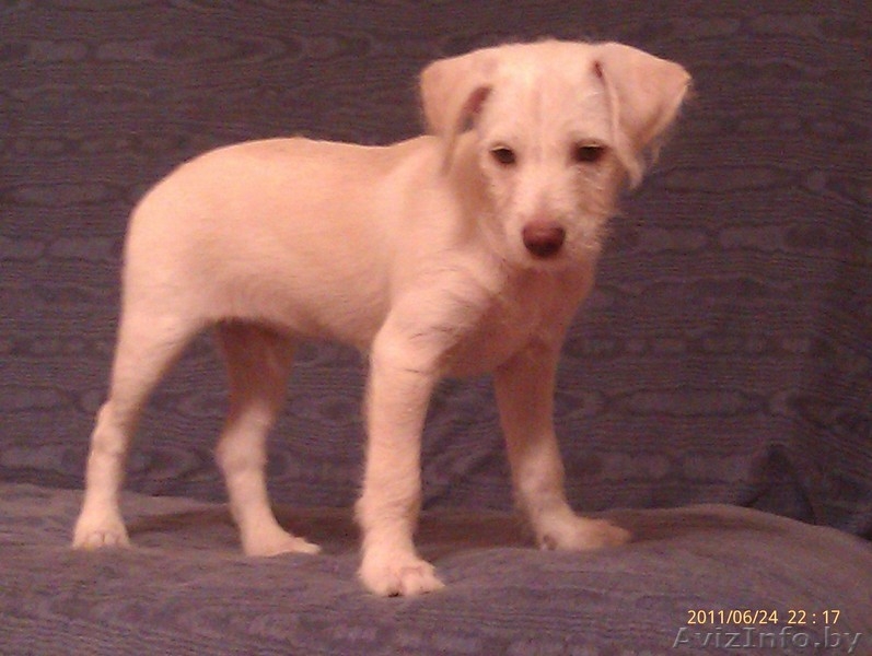 Мексиканская голая собака (Ксоло) - Изображение #1, Объявление #315617